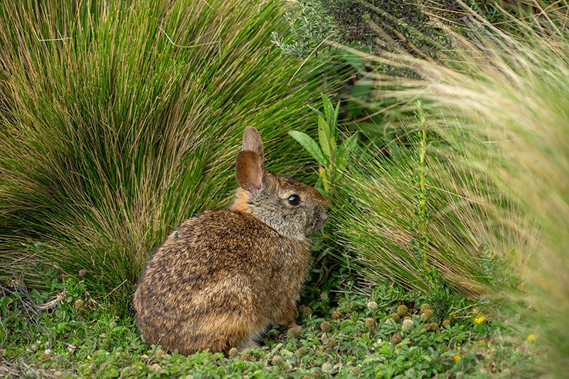 volcano rabbit