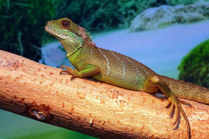 Water dragon agama