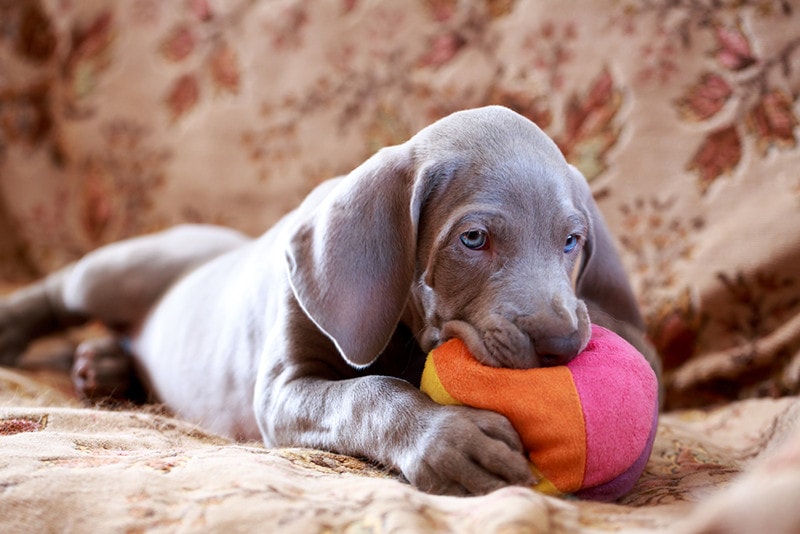 weimaraner blue puppy dog chew toy