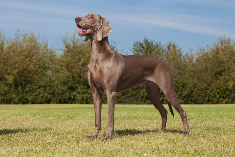 weimaraner dog standing in the grass