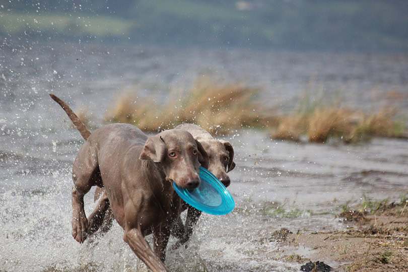 weimaraner dogs playing fetch in the lake