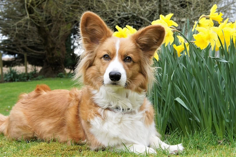 welsh cardigan corgi-pixabay