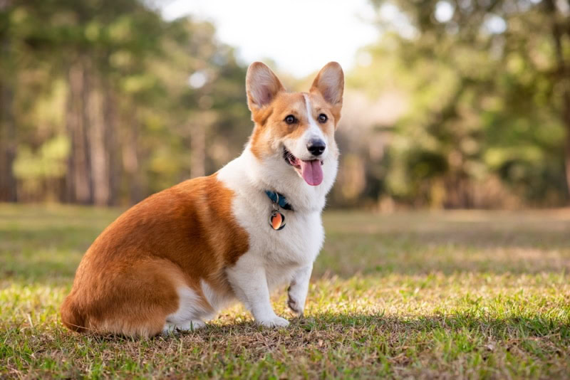 welsh corgi dog sitting at the park