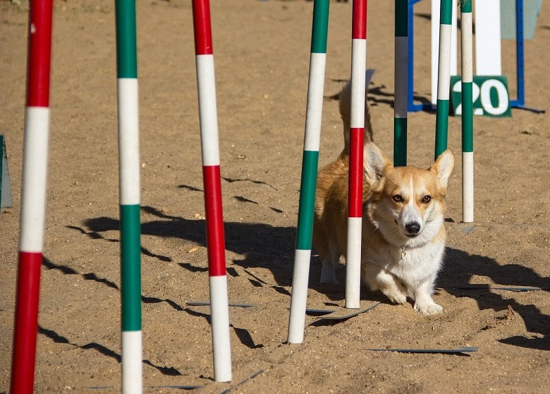 welsh corgi pembroke agility training