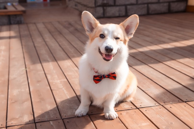 welsh corgi pembroke winks