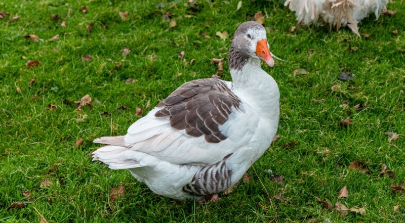 west of england goose