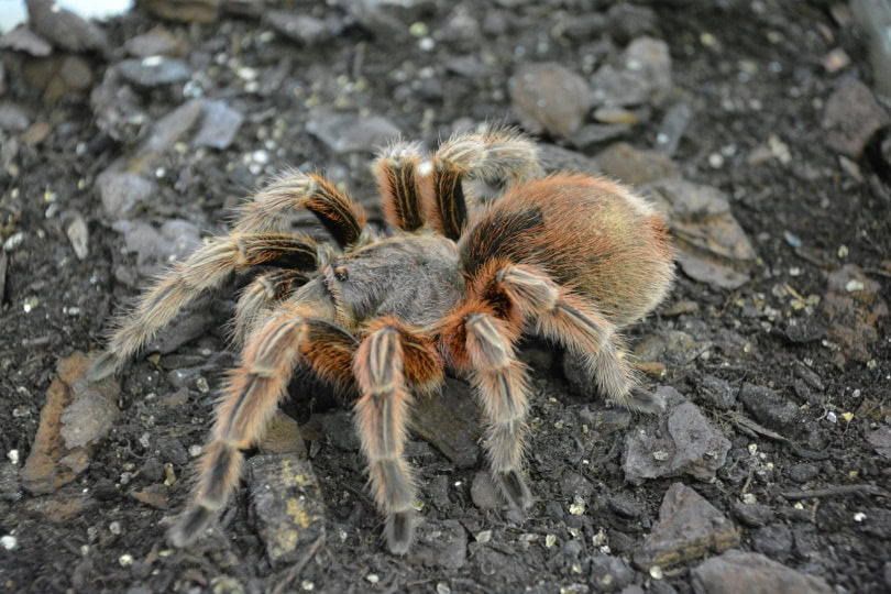 western desert tarantula_Piqsels