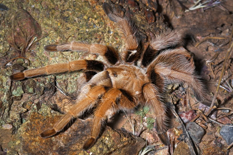 western desert tarantula_Ryan M. Bolton_Shutterstock