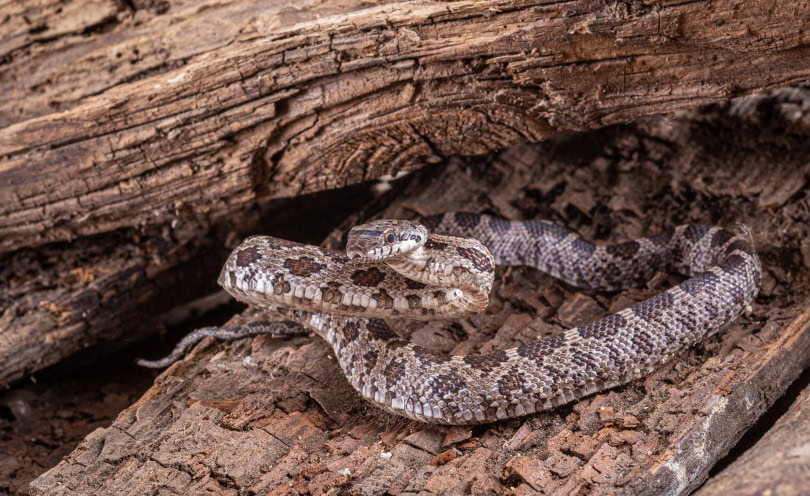 western hognose snake