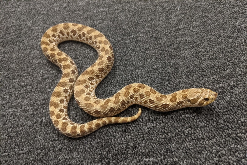 western hognose snake