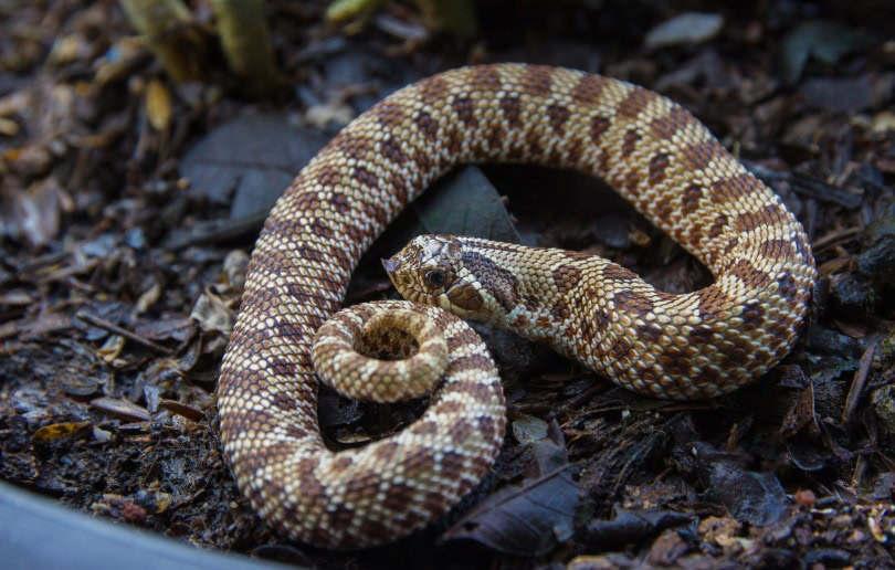 western hognose snake