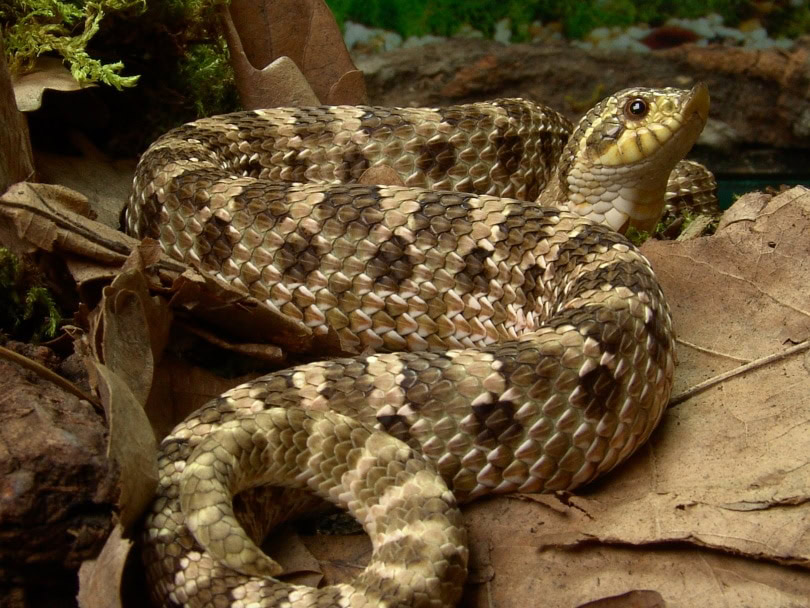 western hognose snake