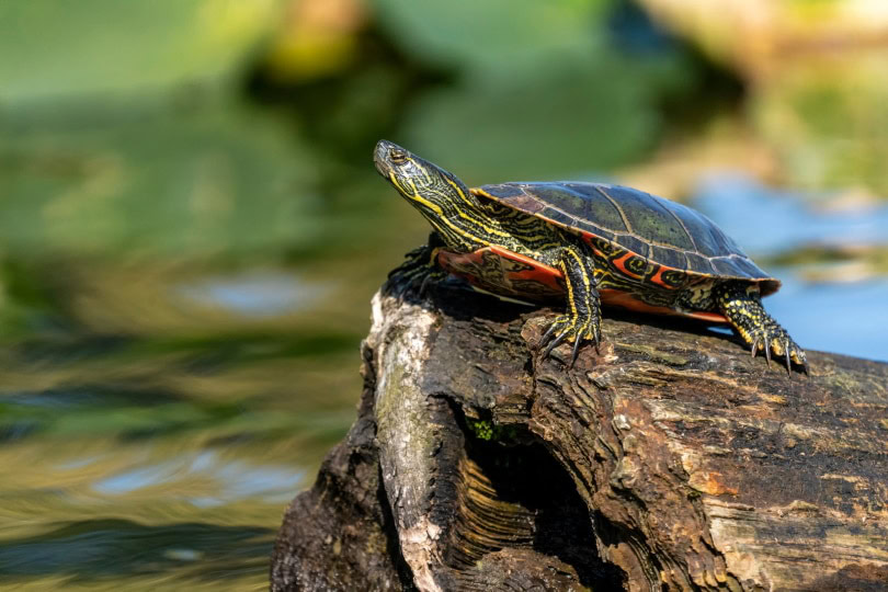 western painted turtle