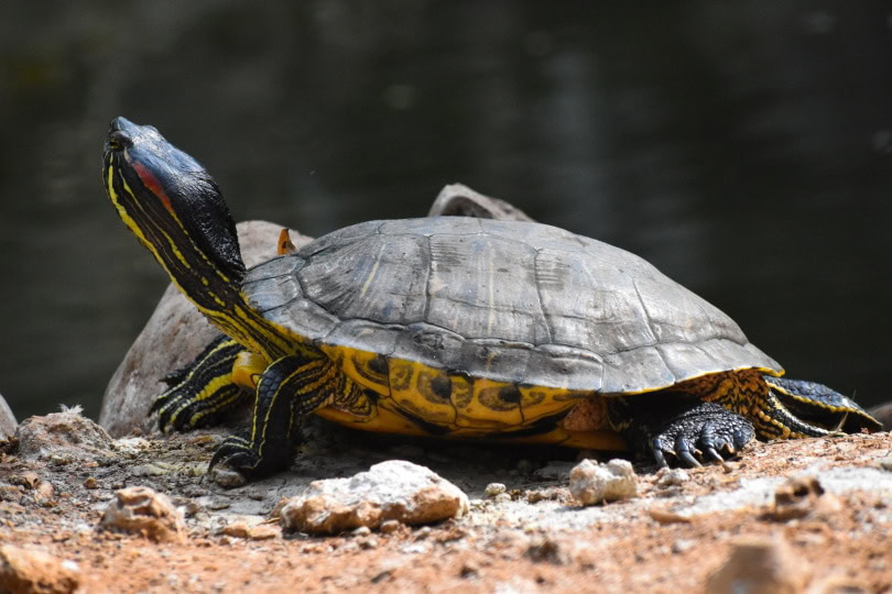 western painted turtle