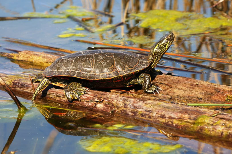 western painted turtle
