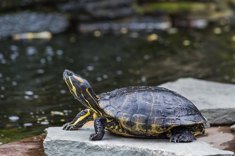 western painted turtle