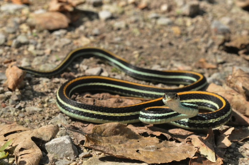 western ribbon snake