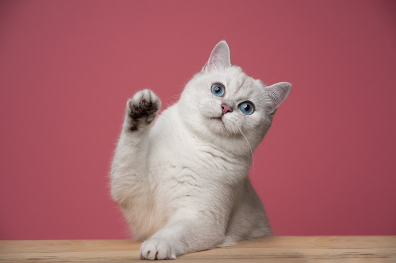 white British Shorthair cat with blue eyes