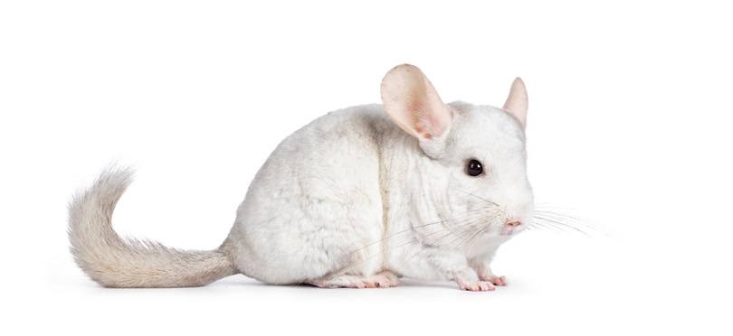 white Chinchilla