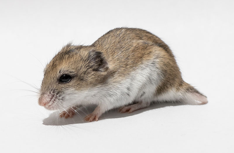 Chinese dwarf hamster on clean white background