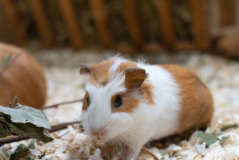white Guinea pig with colored spots sitting in hardwood sawdust