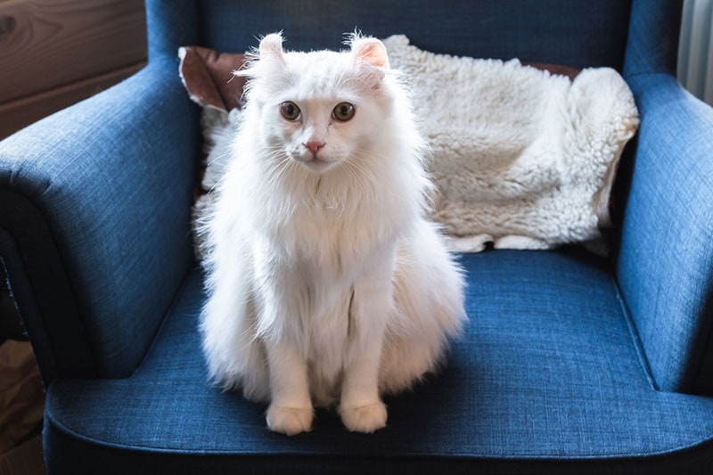white american curl cat sitting on a blue chair