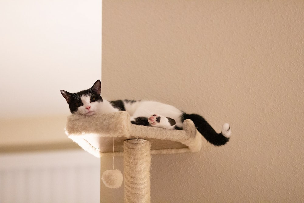 white and black cat in a cat tree