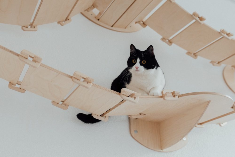 white and black cat in wooden bridge