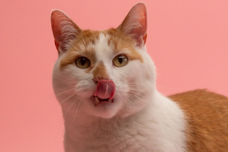 white and brown cat with its tongue out