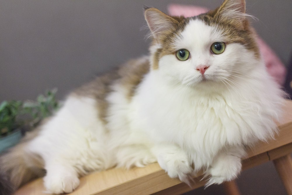 white and brown Munchkin cat