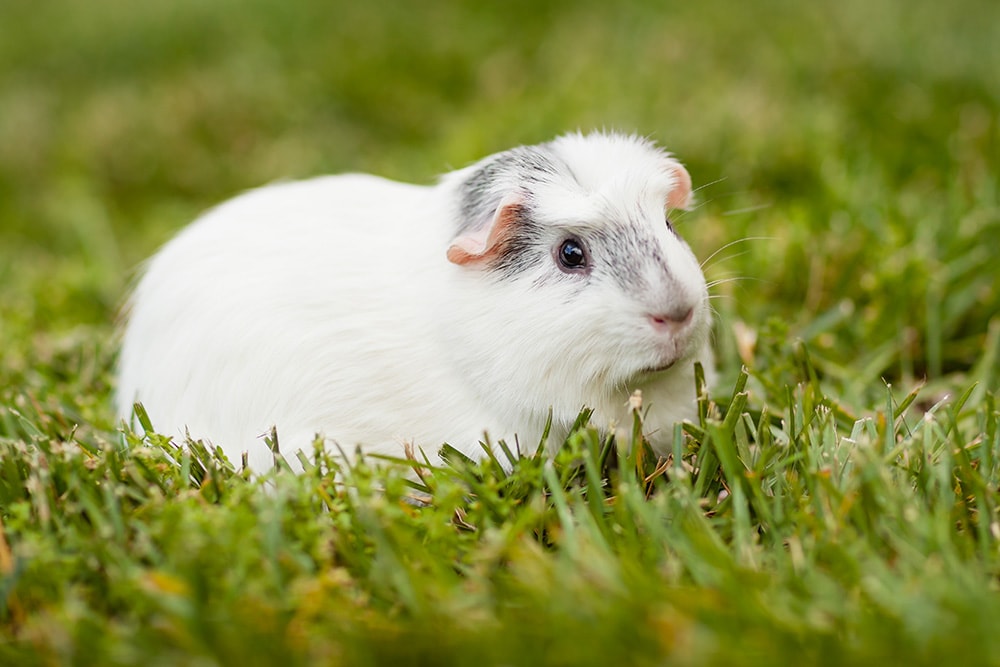 White and Grey Coronet guinea pig
