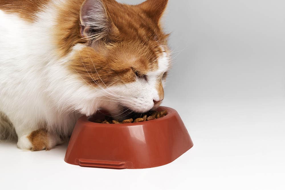 white and orange cat eating