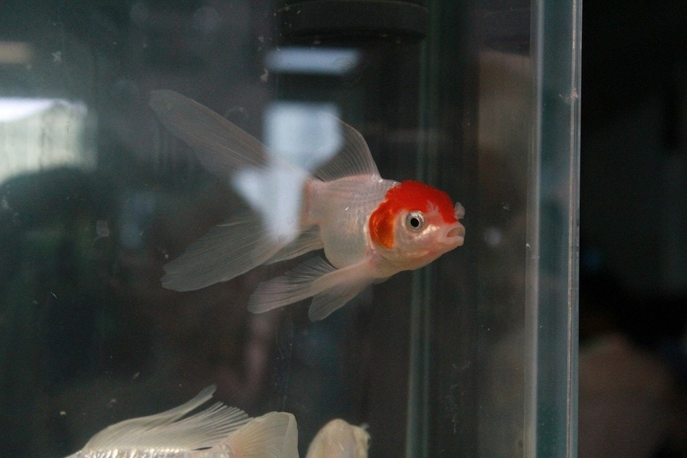 white and orange fish in an aquarium