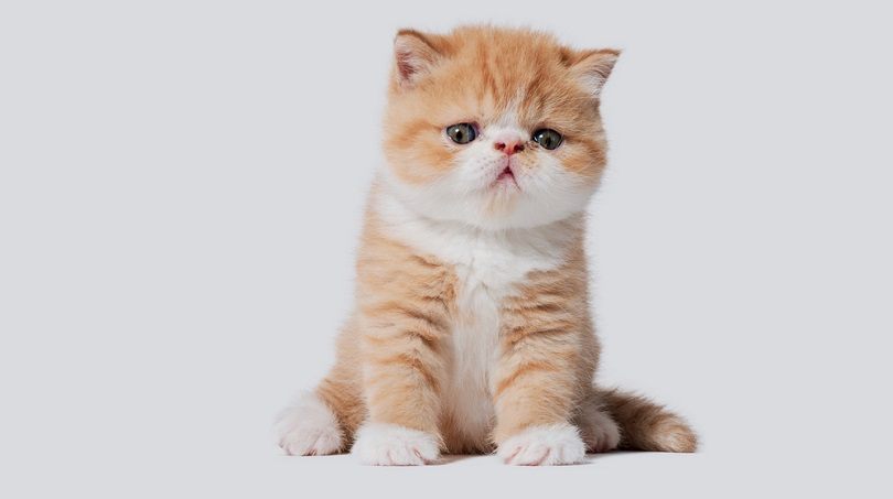 white-and-orange-young-exotic-persian-cat_alvarog1970_shutterstock