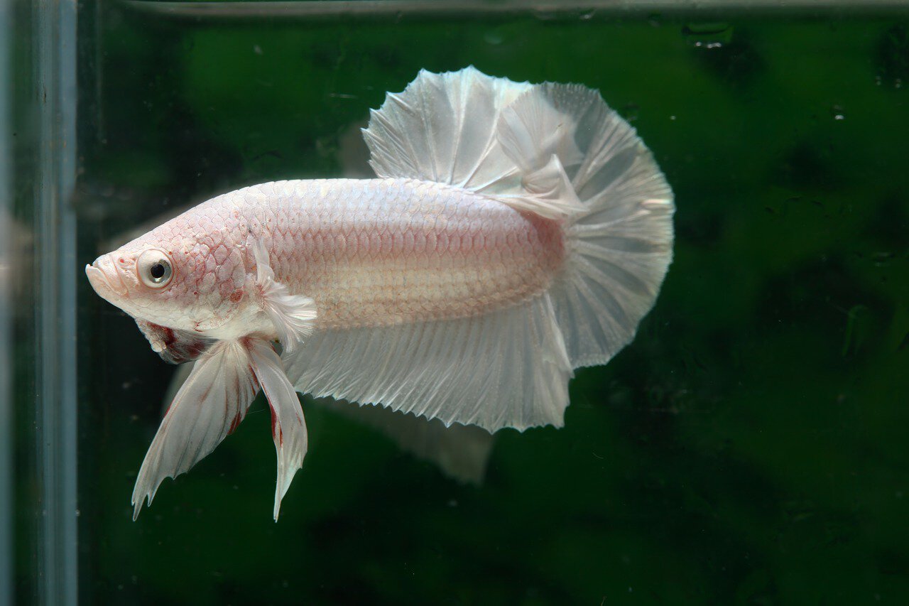 white betta fish