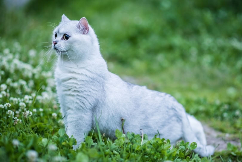 white british shorthair cat