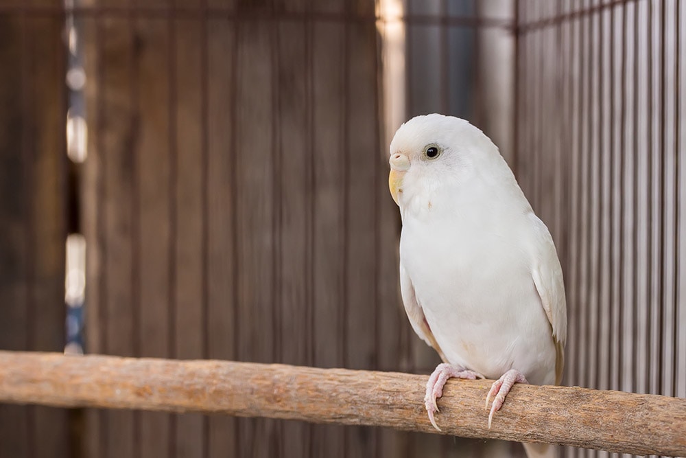 white budgie inside the cage