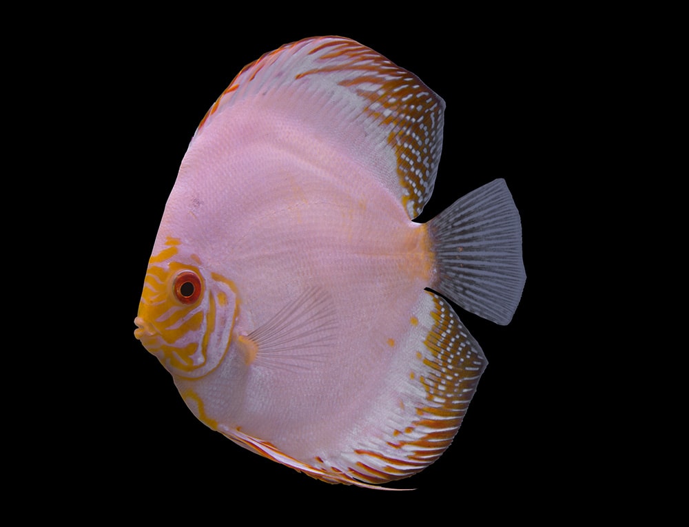 White butterfly discus fish