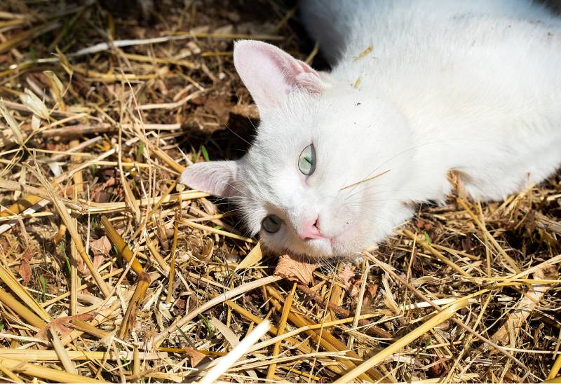 white cat lying on the ground