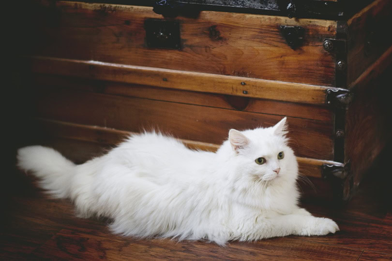 white cat lying on the floor