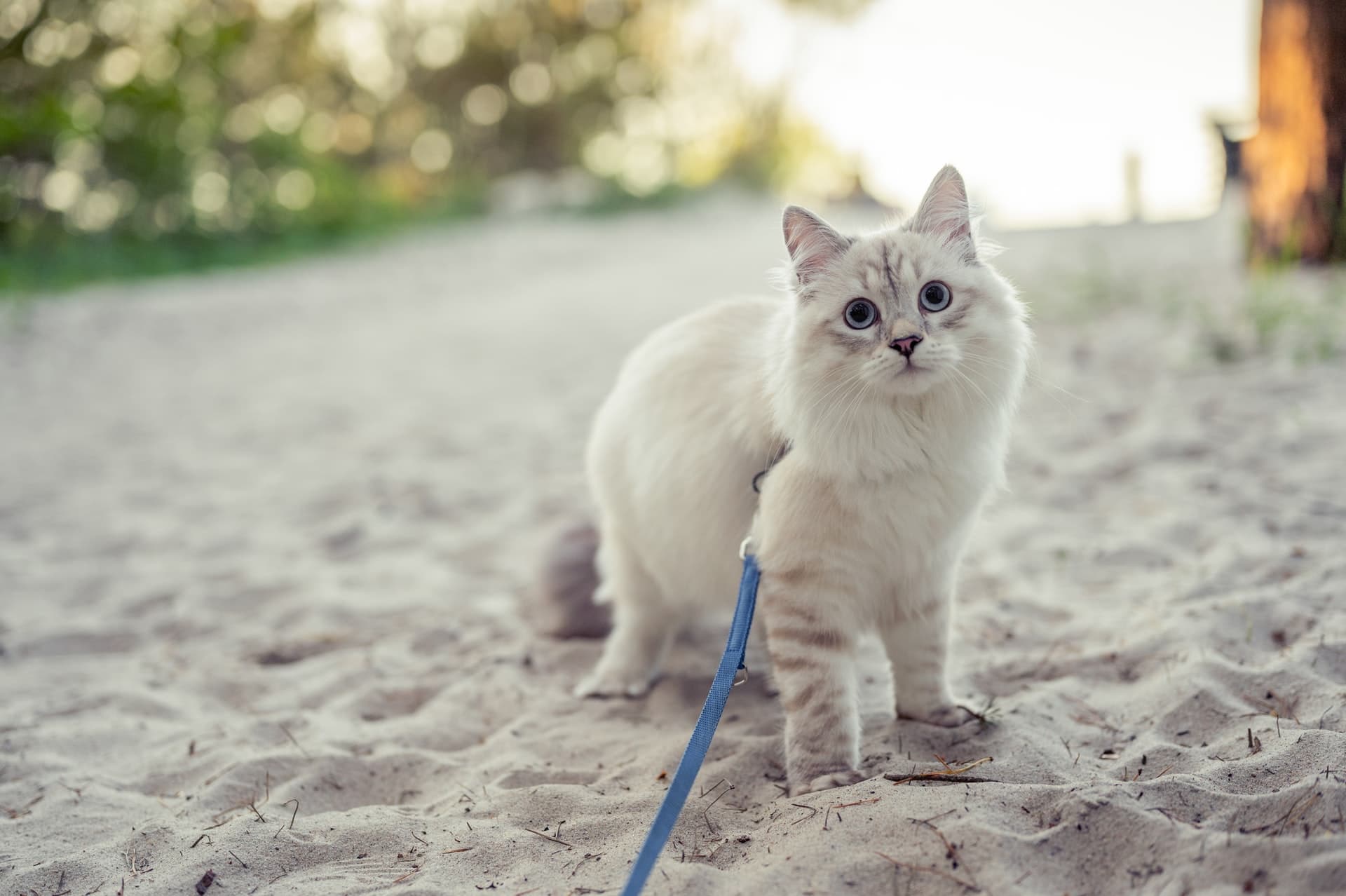 white cat on gray sand