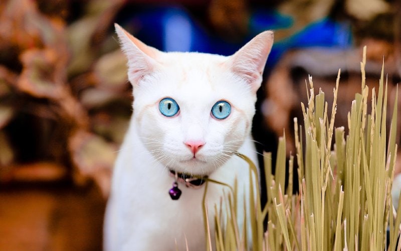 white cat with blue eyes