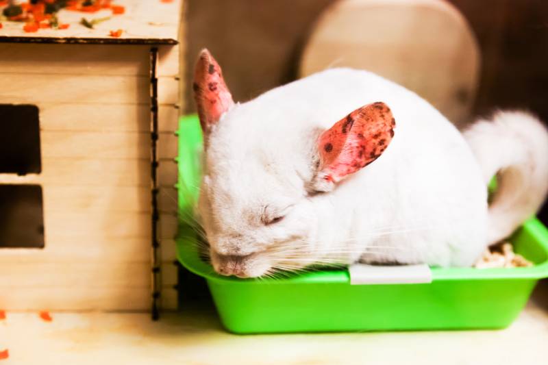 white chinchilla with pink spotted ears