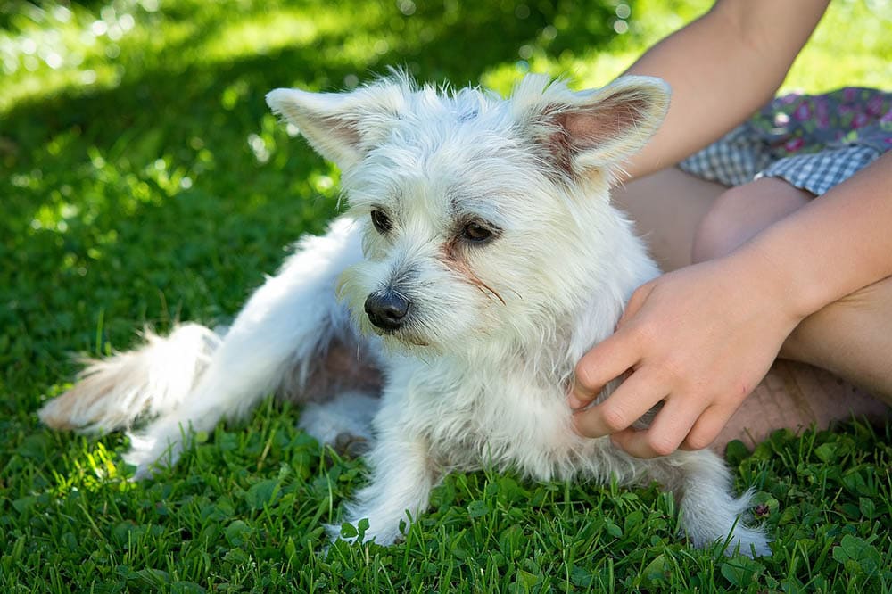 white dog resting under the tree shade