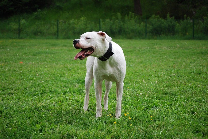 white dogo argentino_thereseb87, Pixabay