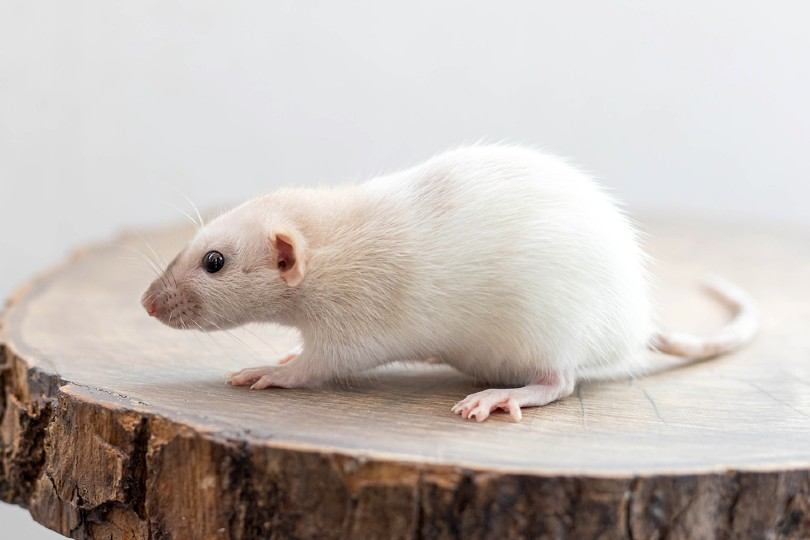 white dumbo rat