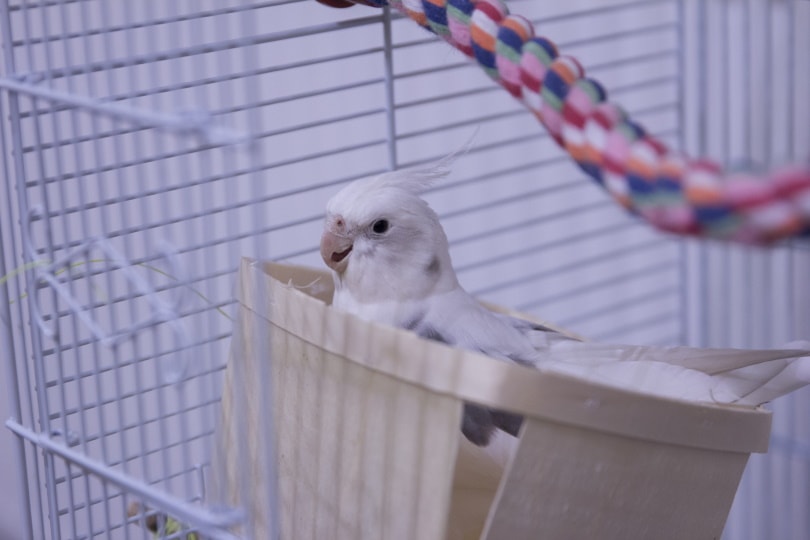white faced cockatiel
