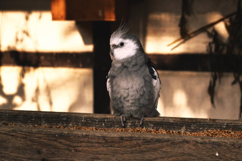 white faced cockatiel
