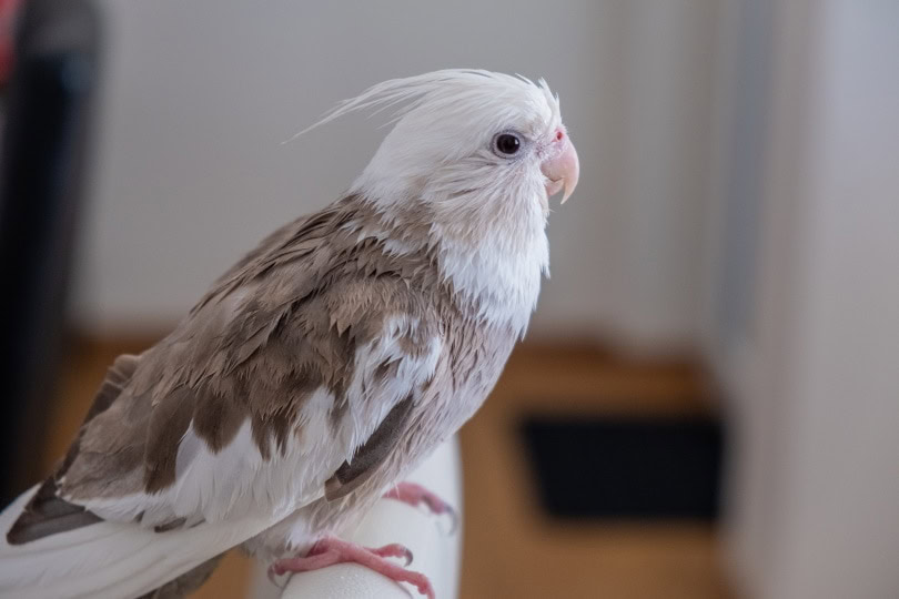 white faced cockatiel