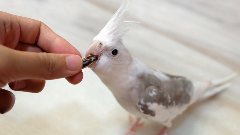 white faced cockatiel
